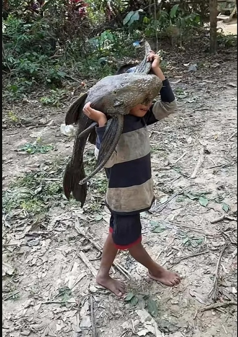 Con cá cậu bé vác trên người thực chất là cá lau kiếng (tên tiếng Anh là Sucker Fish), hay còn được biết đến với tên gọi quen thuộc là cá dọn bể. Ảnh cắt từ clip