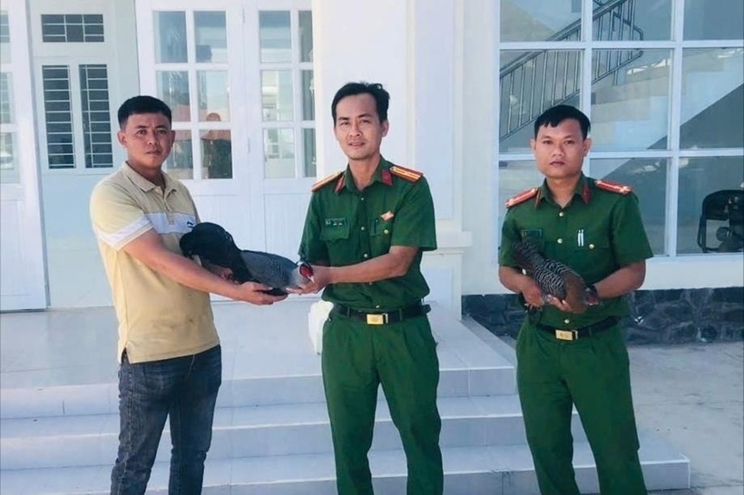 Lực lượng chức năng tiếp nhận hai cá thể gà lôi hông tía. Ảnh: Báo Lâm Đồng.