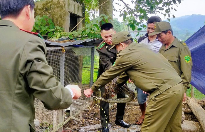 Trăn gấm thuộc nhóm IIB được người dân tự nguyện giao nộp. (Ảnh: Người lao động)