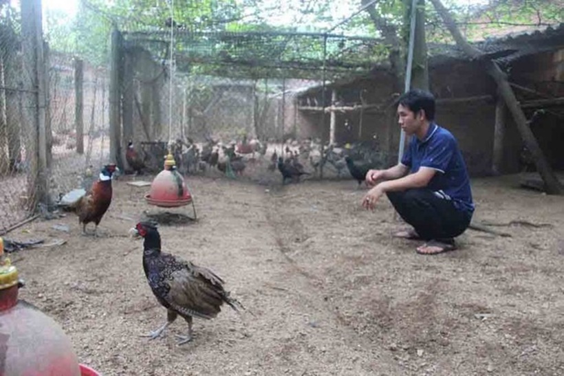 Đang là kỹ sư xây dựng, anh Tô Vũ Thành Tín quyết định bỏ phố về quê để xây dựng mô hình nuôi chim trĩ. Ảnh: Thanh niên