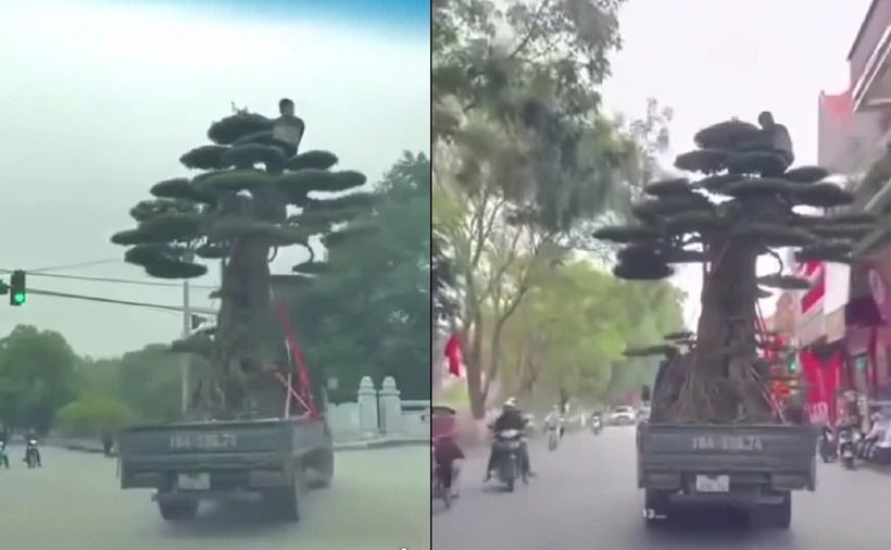 Xe tải chở cây vượt quá chiều cao cho phép, chở người trái quy định trên thùng xe. (Ảnh: VietnamNet)