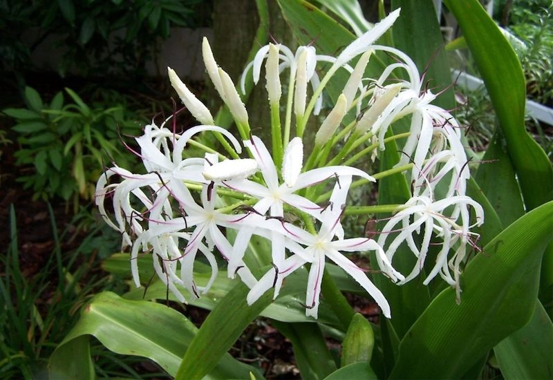 Uống thuốc là phương pháp điều trị u xơ tử cung phổ biến hiện nay