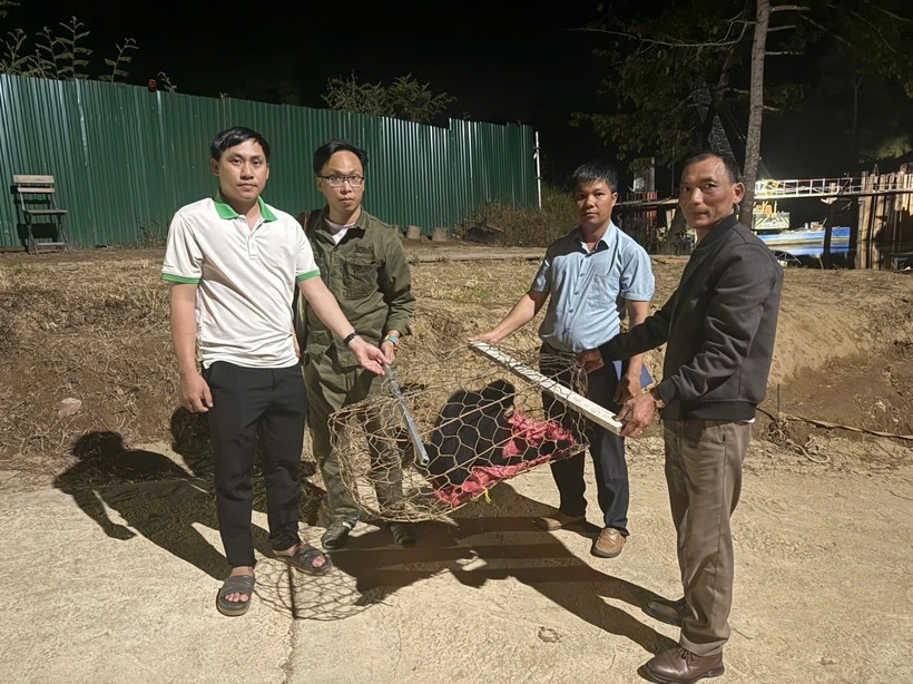 Vườn quốc gia Cát Tiên tiếp nhận, chăm sóc cá thể vượn theo quy định. Ảnh: Báo Lâm Đồng