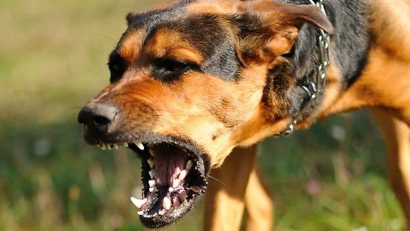 Cần quản lý vật nuôi chặt chẽ và giám sát trẻ nhỏ liên tục