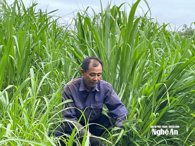 Ông Lương Văn Tăng cắt cỏ về nuôi hươu. Ảnh: Báo Nghệ An