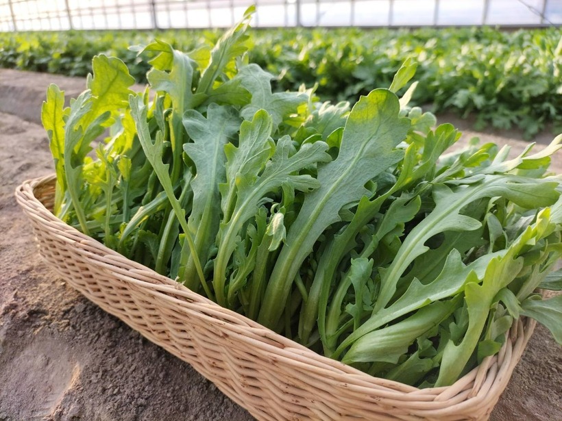 Những người có thể trạng lạnh, bụng yếu, hay bị lạnh bụng khi ăn đồ mát, nếu ăn nhiều rau cải cúc.