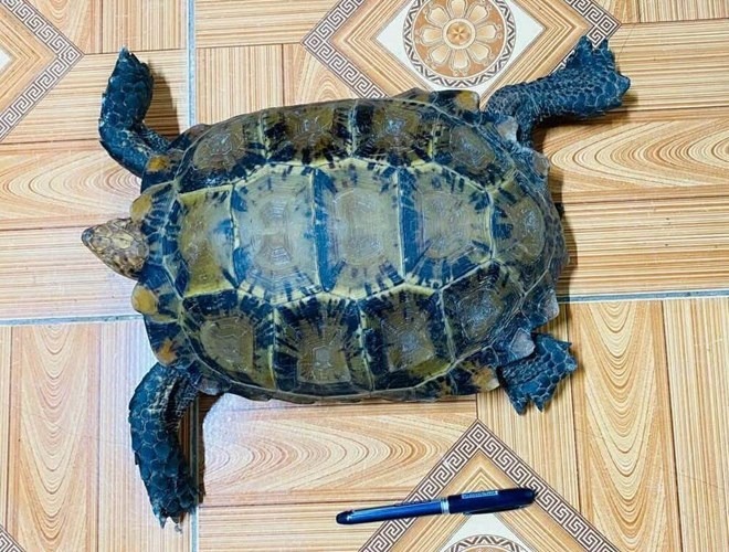 Cá thể rùa núi viền quý hiếm được phát hiện. (Ảnh: Lao động)