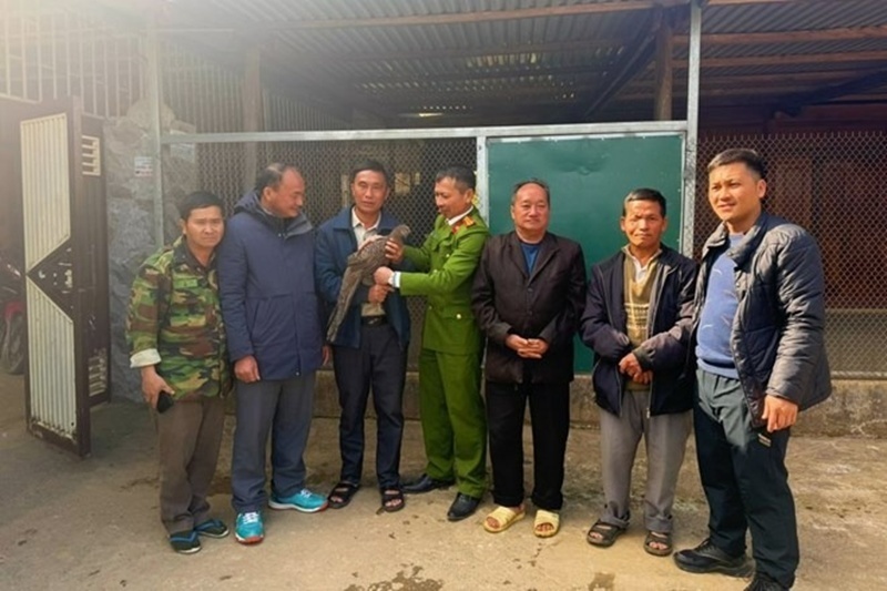 Ông Xênh chủ động giao nộp cá thể gà tiền mặt vàng mà ông đang nuôi giữ. Ảnh: Báo Lao động.
