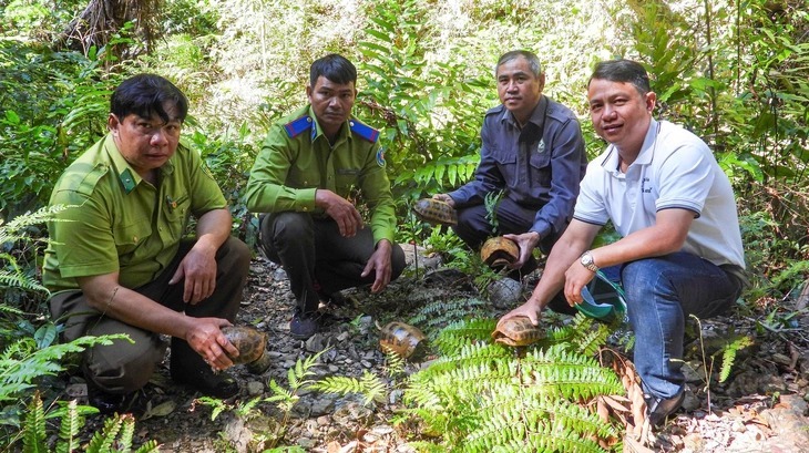 5 con rùa núi vàng vừa được Trung tâm Cứu hộ, Bảo tồn và Phát triển sinh vật, Vườn quốc gia Kon Ka Kinh, thả về tự nhiên. (Ảnh: VQG Kon Ka Kinh)