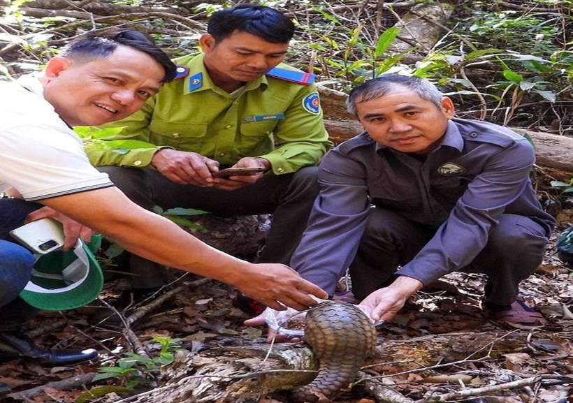 Động vật quý hiếm tê tê Java được tái thả về rừng. (Ảnh: VQG Kon Ka Kinh)