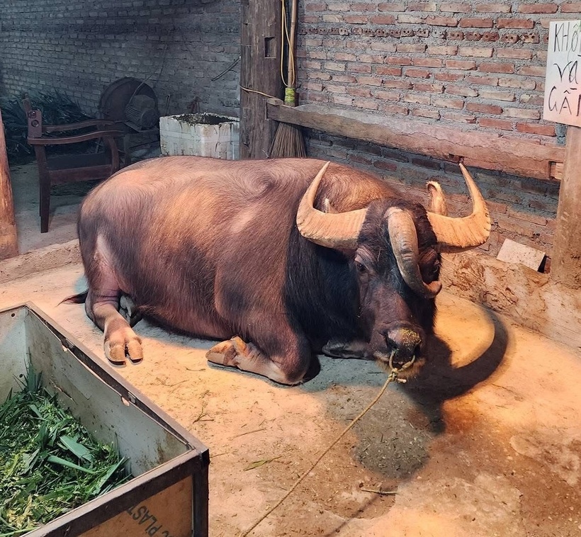 Mỗi ngày, chú trâu 3 sừng được 2 nhân viên tắm, vệ sinh chuồng thường xuyên tránh mùi hôi thối. Ảnh: Phụ nữ mới.