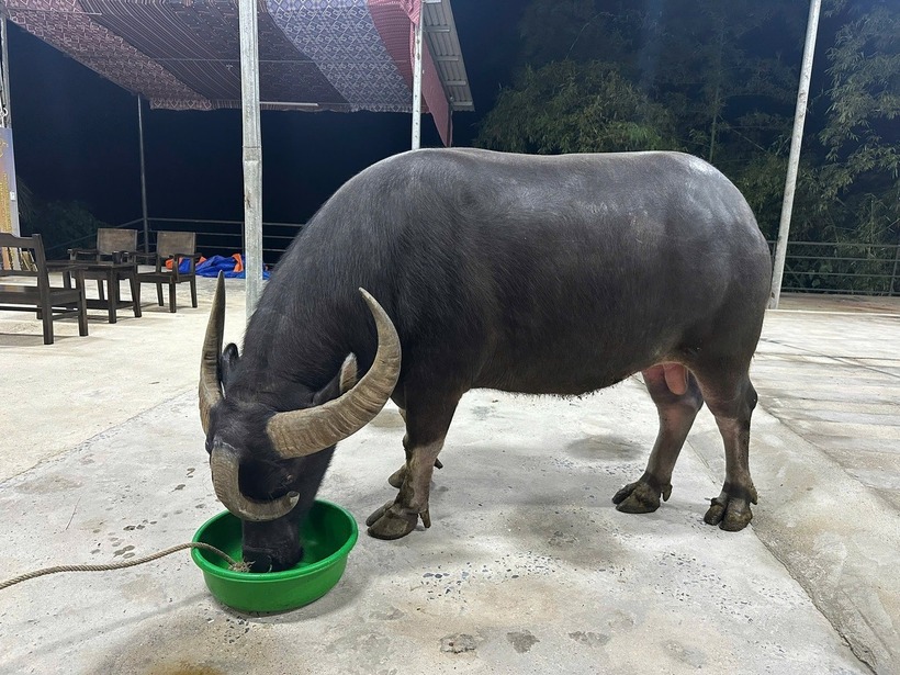 Con trâu nặng 1 tấn, cao hơn 1m, chiều dài thân khoảng 1,7m. Ảnh: Báo Dân trí.