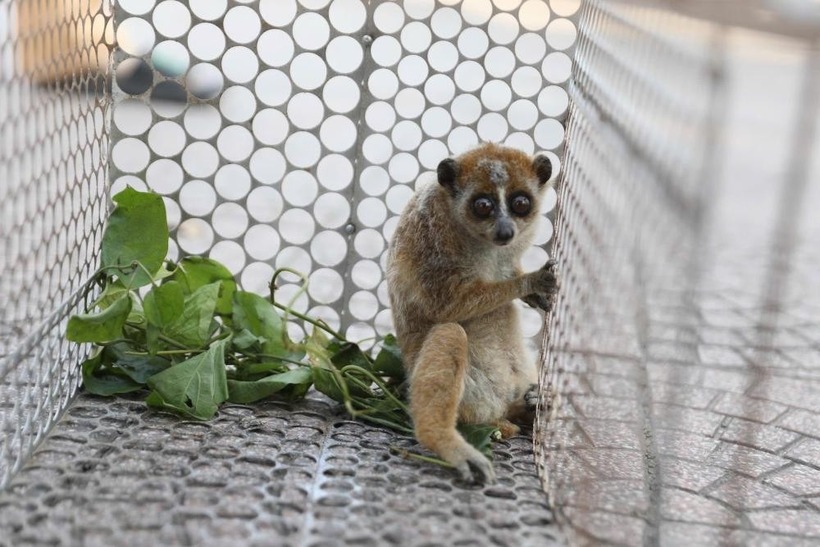 Cá thể culi được phát hiện trong vườn nhà dân. (Ảnh: Tiền phong)