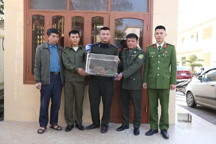 Cá thể culi được ngành chức năng tiếp nhận để thả về môi trường tự nhiên. (Ảnh: Tiền phong)