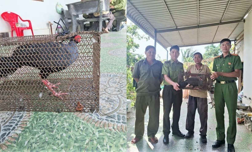 Một cá thể gà lôi quý hiếm được người dân tự giác giao nộp để cơ quan chức năng tái thả về tự nhiên. (Ảnh: Công an tỉnh Lâm Đồng)