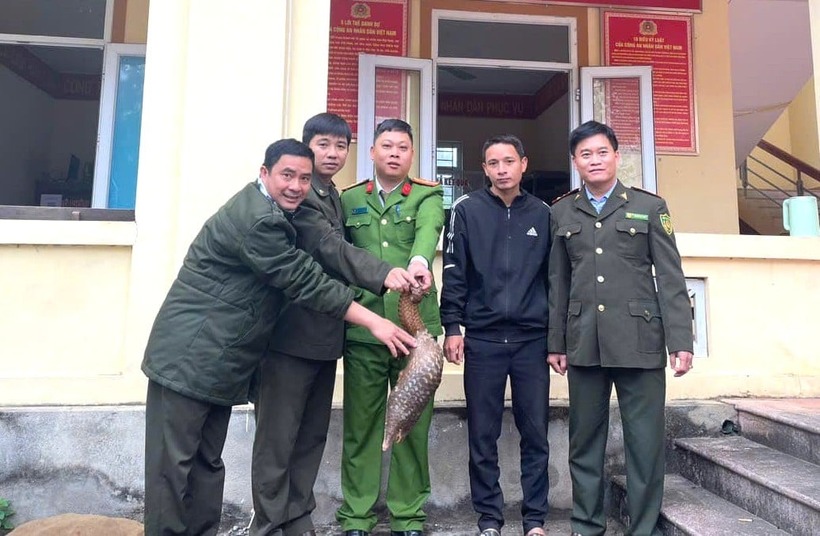 Sau khi thấy con tê tê bị chó đuổi chạy vào nhà, anh Tỷ ở xã Mường Chọng, tỉnh Nghệ An đã mang đến công an giao nộp ngay.&nbsp; (Ảnh: Dân Việt)