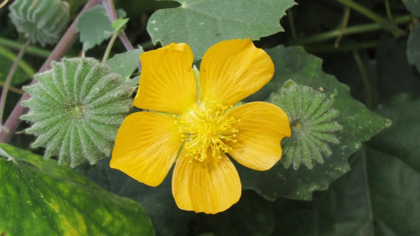 Cây cối xay giúp cải thiện ù tai kéo dài ở người cao tuổi