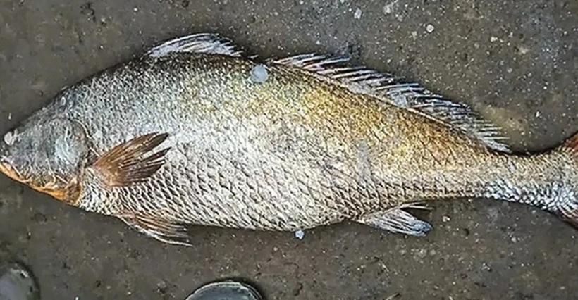 Cá Kachidi. Ảnh: NĐT