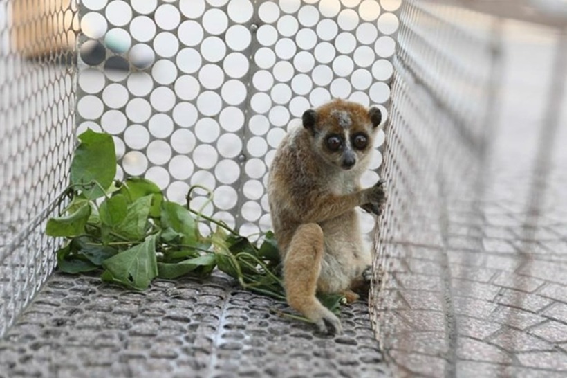 Cá thể culi quý hiếm mà anh Lâm giao nộp để thả về tự nhiên. Ảnh: Lao động