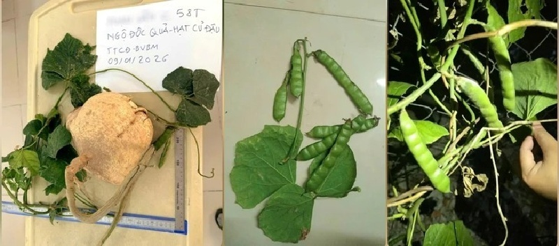 6 người ngộ độc do cùng ăn hạt cây củ đậu. Ảnh: Báo Tuổi trẻ.