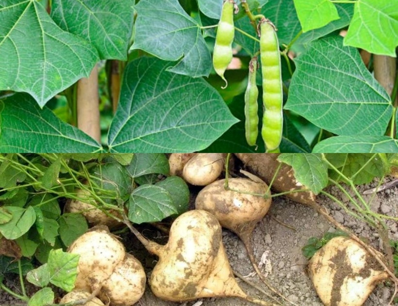 Quả củ đậu rất giống các loại quả ăn được họ đậu khác nhưng hạt của quả này lại chứa chất độc là Rotenon. Ảnh minh họa.