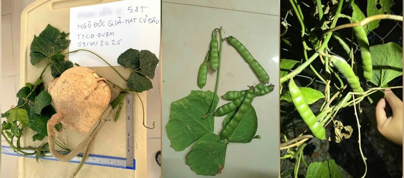 Củ đậu là loại củ quen thuộc, ăn giải nhiệt, nhưng hạt lại chứa chất kịch độc rotenone thường được dùng làm chế phẩm thuốc trừ sâu, diệt cỏ, tác động trực tiếp lên hệ thần kinh, gây ức chế chu trình chuyển hoá năng lượng