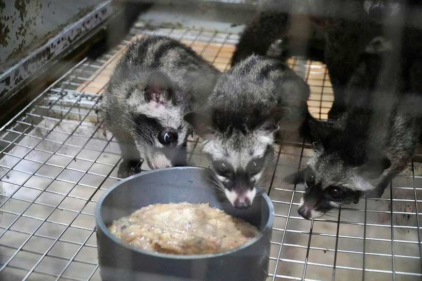 Cầy hương trong trang trại được nuôi theo quy trình khép kín, bảo đảm vệ sinh. Ảnh: Nông nghiệp & Môi trường