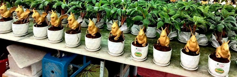 Đàn ngựa dừa "mặt ngơ ngác". Ảnh: Dân Việt