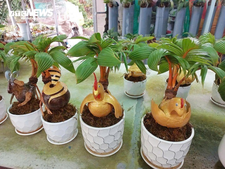 Các mẫu dừa bonsai được anh Tùng sáng tạo. Ảnh: VTC News