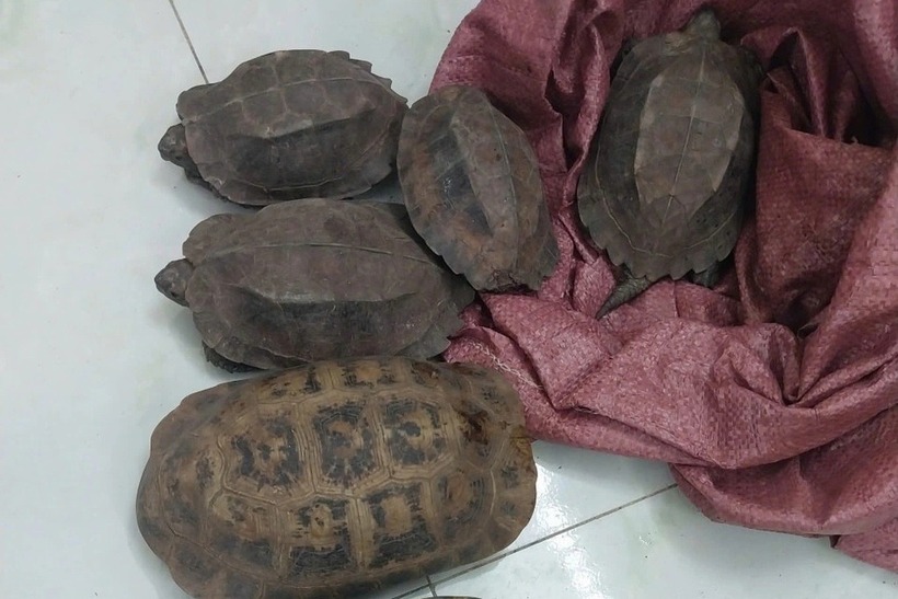 Người đàn ông mang 8 cá thể rùa đến công an để giao nộp. (Ảnh: Công an xã Hòa Mỹ)