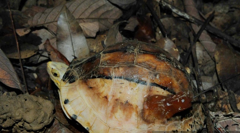 Con rùa hộp trán vàng miền Nam (Cuora picturata) được phát hiện tại Tây Hòa, Đắk Lắk (thuộc huyện Tây Hòa, tỉnh Phú Yên cũ). (Ảnh: Dân Việt)