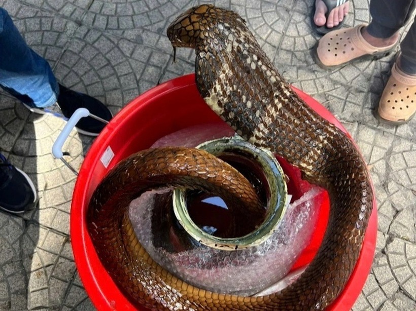 Bình rượu ngâm rắn hổ mang (Ảnh: Công an Hà Nội).