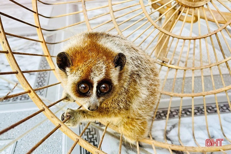 Cu li là loài động vật nguy cấp thuộc nhóm IB. Ảnh: Báo Hà Tĩnh