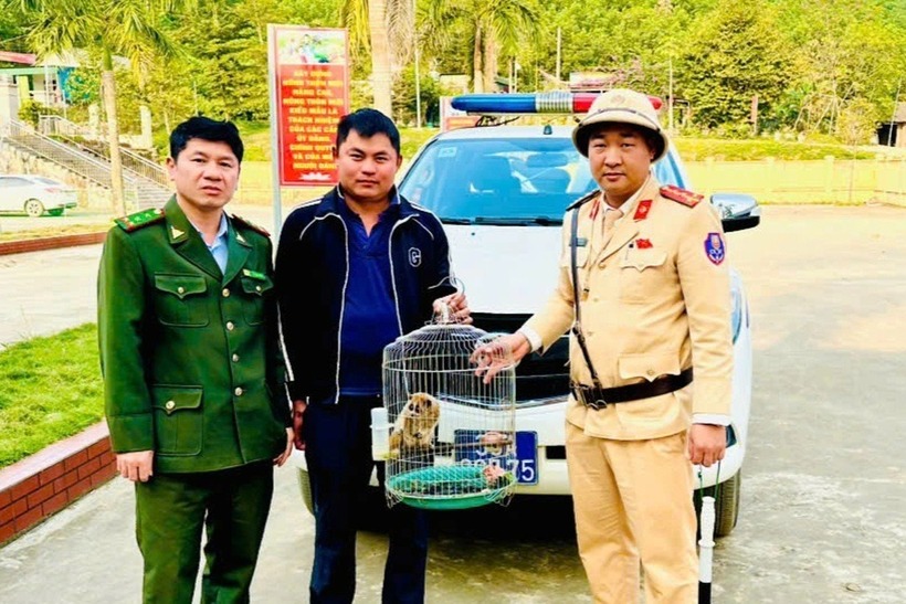 Anh Chiến bàn giao cá thể cu li cho lực lượng chức năng. (Ảnh: Công an Thanh Hóa)