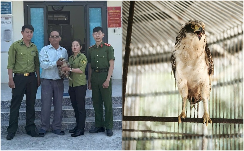 Cá thể diều hoa Miến Điện đang được chăm sóc, theo dõi sức khỏe. (Ảnh: Báo Quảng Ngãi)