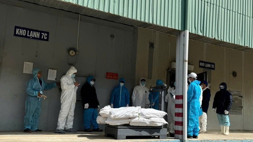 Lực lượng liên ngành tổ chức khám xét, lấy mẫu thịt trong 4 kho lạnh của Công ty CP Đồ hộp Hạ Long. (Ảnh: Tiền phong)