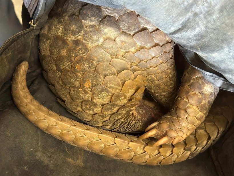 Cá thể tê tê tại thời điểm bị bắt quả tang. (Ảnh: Tiền phong)