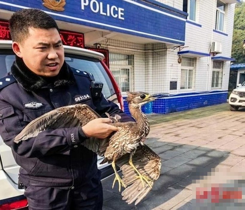 Con chim được khẳng định là cò Hải Nam, một loài động vật hoang dã được mệnh danh là "loài chim bí ẩn nhất thế giới".