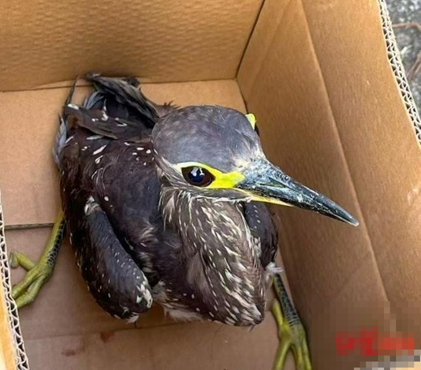 Phát hiện con chim "lạ" khi đang câu cá bên bờ hồ, người đàn ông liền gọi điện báo cảnh sát.