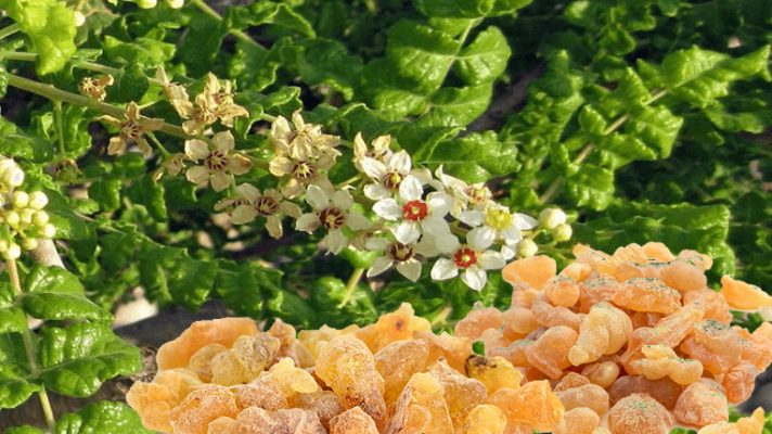 Nhũ hương giúp chống viêm mạn tính, hỗ trợ phục hồi tổn thương da đầu do vảy nến