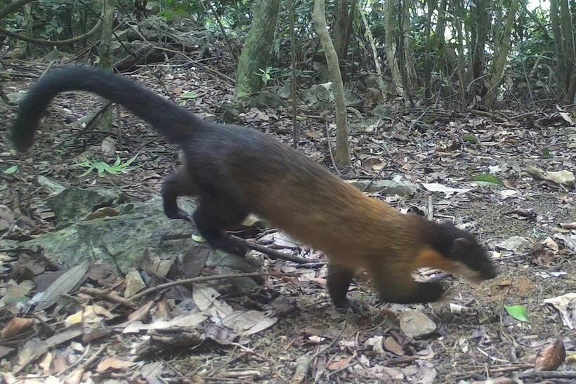 Loài chồn vàng quý hiếm và rất hiếm gặp cũng được ghi nhận trong lần bẫy ảnh này. (Ảnh: Tiền phong)