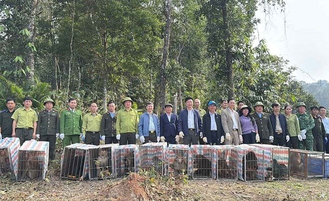 Lực lượng chức năng tiến hành thả 23 cá thể khỉ về Vườn Quốc gia Vũ Quang. (Ảnh: Lao động)