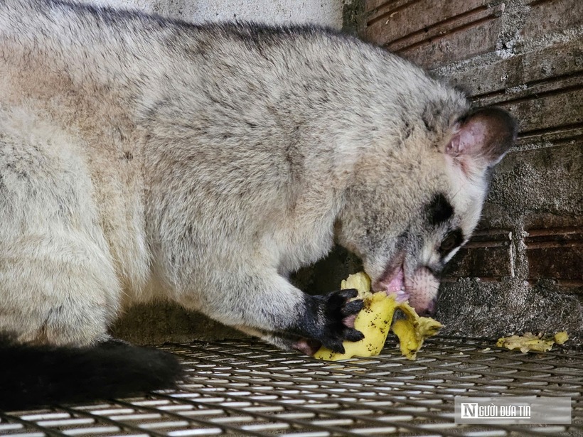 Thức ăn cho loại khó tính này cũng được ông chủ đặc biệt chú trọng. Ngoài các loại trái cây ở địa phương, chồn còn được ăn cháo nấu từ cá, thịt gia cầm, trứng và cá biển. Không dừng lại ở đó, ông còn xây dựng mô hình tuần hoàn “tự cung, tự cấp”. Trang trại kết hợp nuôi cá chình hoa, cá trê để làm thức ăn cho chồn. "Phân chồn được dùng cho cá, cá lại là nguồn thức ăn cho chồn, vừa tiết kiệm chi phí vừa hạn chế ô nhiễm. Chồn tuy ít bệnh hơn nhiều vật nuôi khác, nhưng đã mắc thì có bệnh không chữa được. Ăn không sạch, đạm quá nhiều cũng có thể là nguyên nhân sinh bệnh”, ông Nguyên chia sẻ kinh nghiệm nuôi chồn hương.