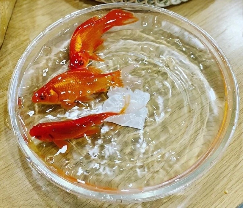 Cứ mỗi độ 23 tháng Chạp, người người nhà nhà lại nô nức đi mua cá chép để chuẩn bị cho lễ tiễn các vị thần Bếp về trời. Ảnh: VTC News