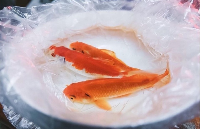 Nhiều gia đình thường chuẩn bị cá chép trong lễ cúng ông Công ông Táo