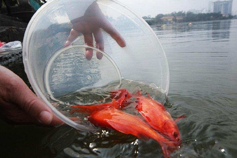 Thả cá chép cúng ông Công ông Táo cũng cần đúng cách