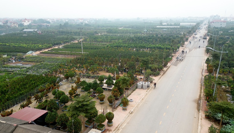 "Thủ phủ" cây cảnh tết Văn Giang bước vào thời điểm nhộn nhịp nhất năm. (Ảnh: Thanh niên)