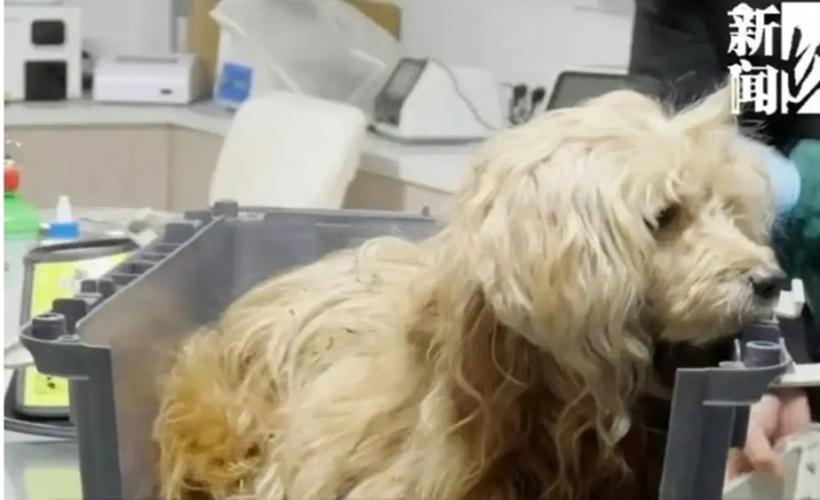 Chú chó được đưa đến bệnh viện thú y sau khi người dân tìm thấy. (Ảnh: QQ).