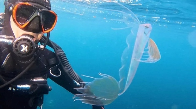 Thợ lặn gặp loài cá quý hiếm bậc nhất thế giới. Ảnh: tedjudah qua iNaturalist (CC BY-NC).