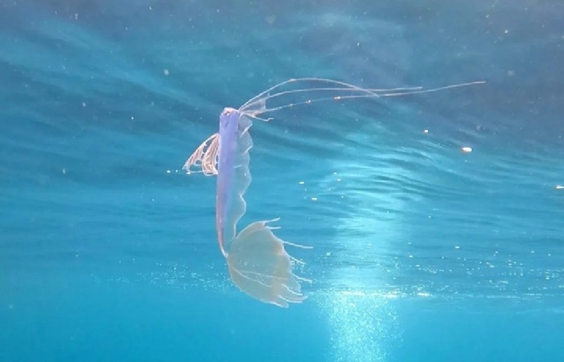 Con cá hồi vua non (Trachipterus altivelis). Ảnh: Người đưa tin.